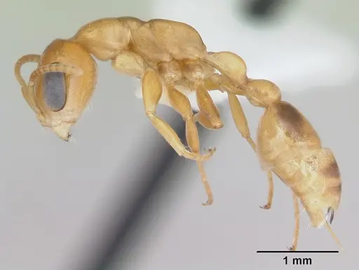 Pseudomyrmex lizeri specimen CASENT0173766 image casent0173766_3