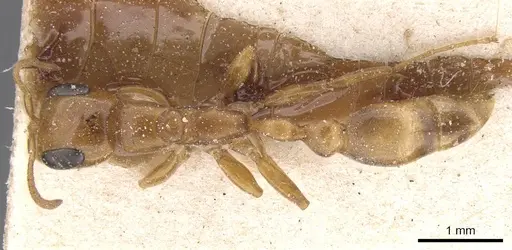 Pseudomyrmex lizeri specimen CASENT0915506 image casent0915506_1