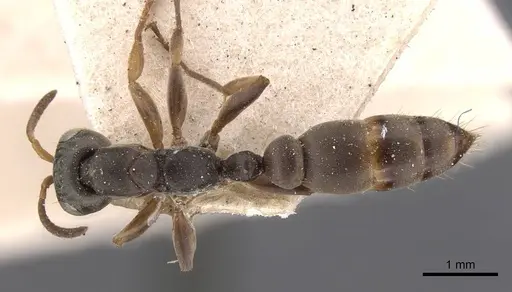 Pseudomyrmex longior specimen CASENT0907559 image casent0907559_1