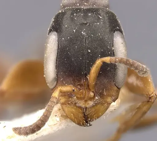 Pseudomyrmex longior specimen CASENT0907559 image casent0907559_2
