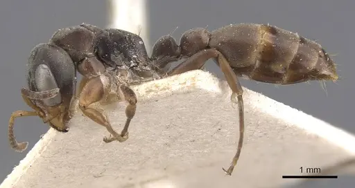 Pseudomyrmex longior specimen CASENT0907559 image casent0907559_3