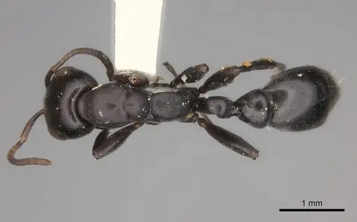 Pseudomyrmex lynceus specimen CASENT0217580 image casent0217580_1