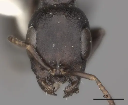 Pseudomyrmex lynceus specimen CASENT0217580 image casent0217580_2