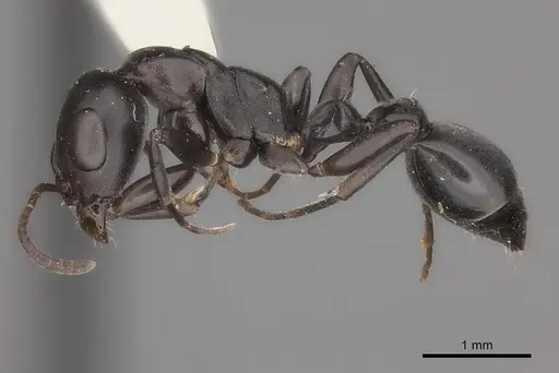 Pseudomyrmex lynceus specimen CASENT0217580 image casent0217580_3