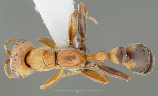Pseudomyrmex maculatus specimen CASENT0005841 image casent0005841_1