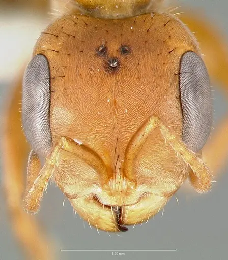 Pseudomyrmex maculatus specimen CASENT0005841 image casent0005841_2