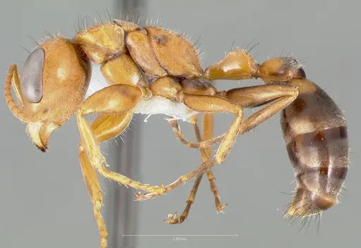 Pseudomyrmex maculatus specimen CASENT0005841 image casent0005841_3