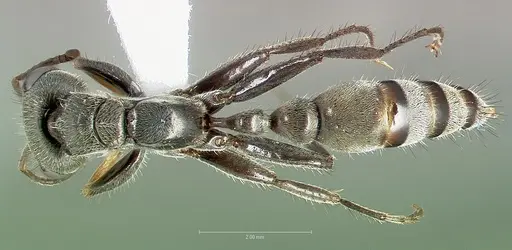 Pseudomyrmex maculatus specimen CASENT0005860 image casent0005860_1