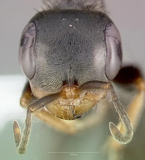 Pseudomyrmex maculatus specimen CASENT0005860 image casent0005860_2