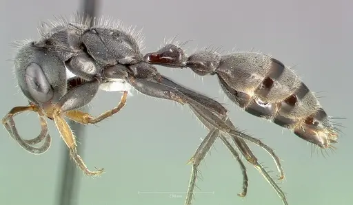 Pseudomyrmex maculatus specimen CASENT0005860 image casent0005860_3