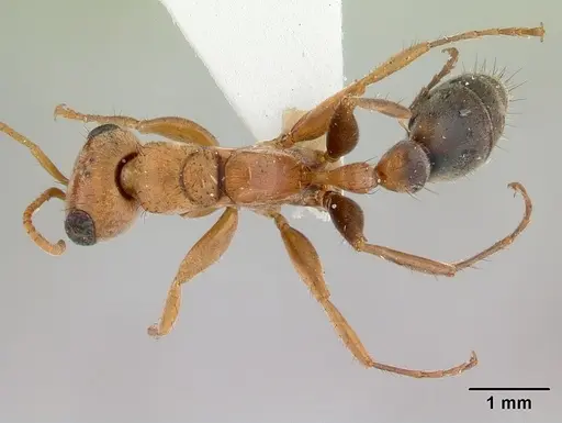 Pseudomyrmex maculatus specimen CASENT0178621 image casent0178621_1