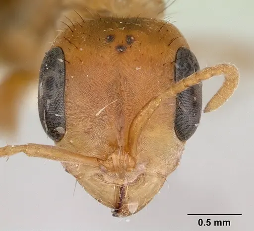 Pseudomyrmex maculatus specimen CASENT0178621 image casent0178621_2