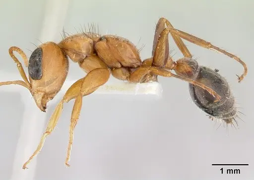 Pseudomyrmex maculatus specimen CASENT0178621 image casent0178621_3