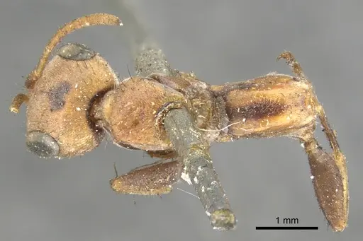 Pseudomyrmex maculatus specimen CASENT0902852 image casent0902852_1