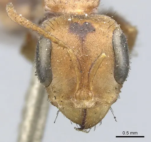 Pseudomyrmex maculatus specimen CASENT0902852 image casent0902852_2
