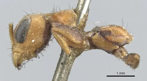 Pseudomyrmex maculatus specimen CASENT0902852 image casent0902852_3