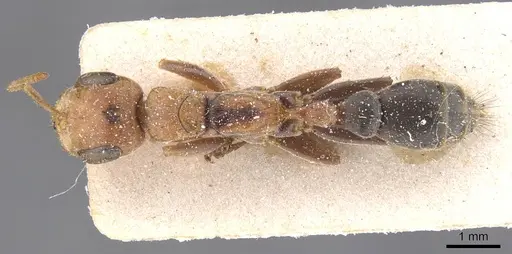 Pseudomyrmex maculatus specimen CASENT0915511 image casent0915511_1