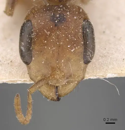 Pseudomyrmex maculatus specimen CASENT0915511 image casent0915511_2