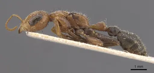 Pseudomyrmex maculatus specimen CASENT0915511 image casent0915511_3