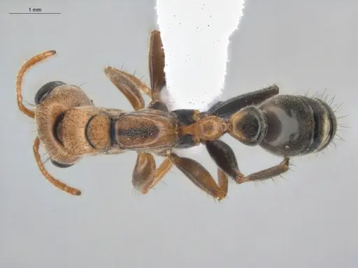 Pseudomyrmex maculatus specimen ECOFOG-HC-0006 image ecofog-hc-0006_1