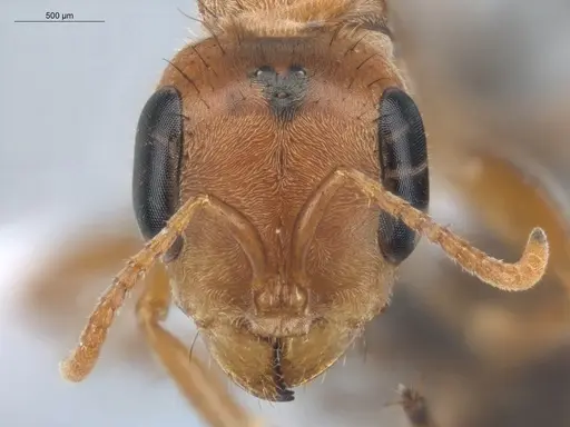 Pseudomyrmex maculatus specimen ECOFOG-HC-0006 image ecofog-hc-0006_2