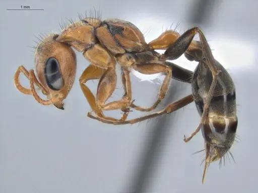 Pseudomyrmex maculatus specimen ECOFOG-HC-0006 image ecofog-hc-0006_3