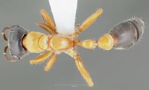 Pseudomyrmex major specimen CASENT0005842 image casent0005842_1