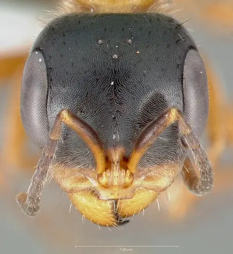 Pseudomyrmex major specimen CASENT0005842 image casent0005842_2