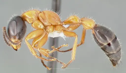 Pseudomyrmex major specimen CASENT0005842 image casent0005842_3