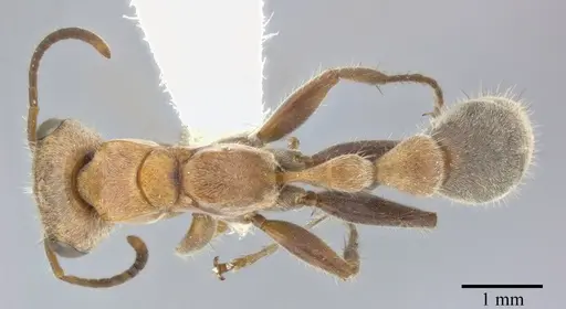 Pseudomyrmex major specimen CASENT0246298 image casent0246298_1