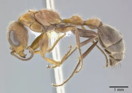 Pseudomyrmex major specimen CASENT0246298 image casent0246298_3