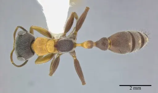 Pseudomyrmex major specimen CASENT0246300 image casent0246300_1