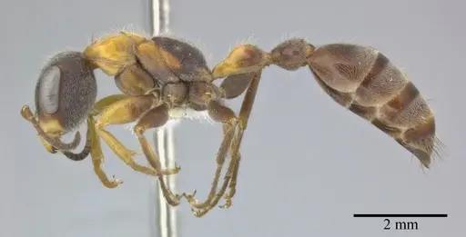 Pseudomyrmex major specimen CASENT0246300 image casent0246300_3