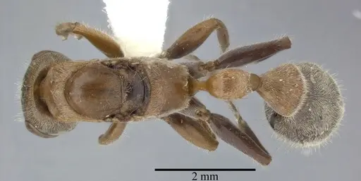Pseudomyrmex major specimen CASENT0246313 image casent0246313_1