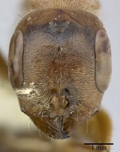 Pseudomyrmex major specimen CASENT0246313 image casent0246313_2