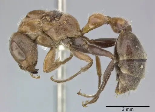 Pseudomyrmex major specimen CASENT0246313 image casent0246313_3