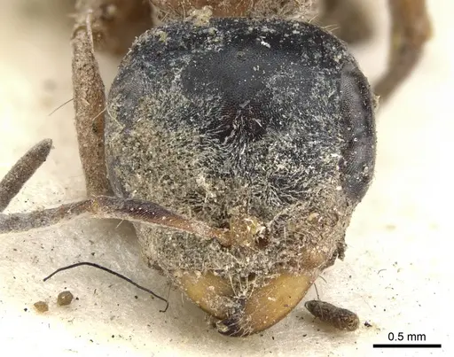 Pseudomyrmex major specimen CASENT0902854 image casent0902854_2