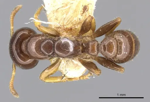 Pseudomyrmex malignus specimen CASENT0902888 image casent0902888_1