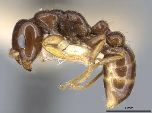 Pseudomyrmex malignus specimen CASENT0902888 image casent0902888_3