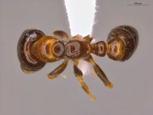 Pseudomyrmex malignus specimen ECOFOG-CSG15-0079-07 image ecofog-csg15-0079-07_1