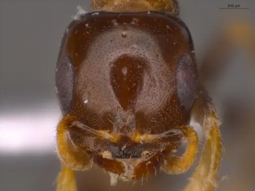 Pseudomyrmex malignus specimen ECOFOG-CSG15-0079-07 image ecofog-csg15-0079-07_2