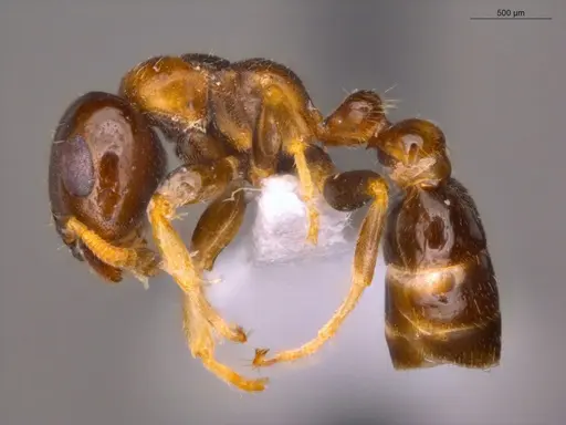Pseudomyrmex malignus specimen ECOFOG-CSG15-0079-07 image ecofog-csg15-0079-07_3