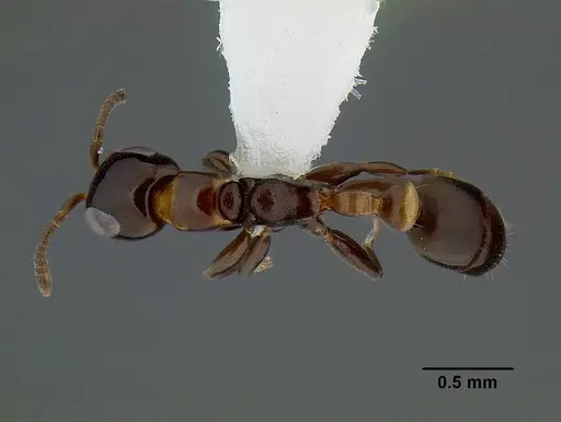 Pseudomyrmex micans specimen CASENT0794101 image casent0794101_1