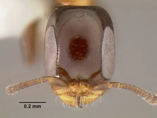 Pseudomyrmex micans specimen CASENT0794101 image casent0794101_2