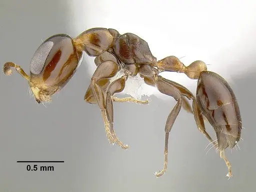 Pseudomyrmex micans specimen CASENT0794101 image casent0794101_3