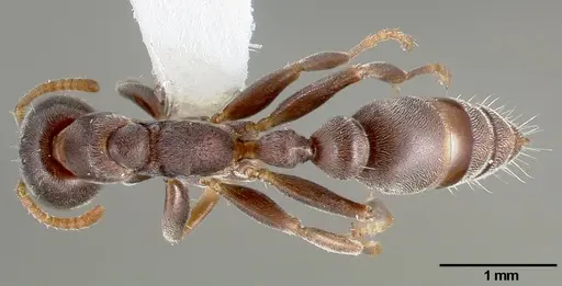 Pseudomyrmex mixtecus specimen CASENT0005788 image casent0005788_1