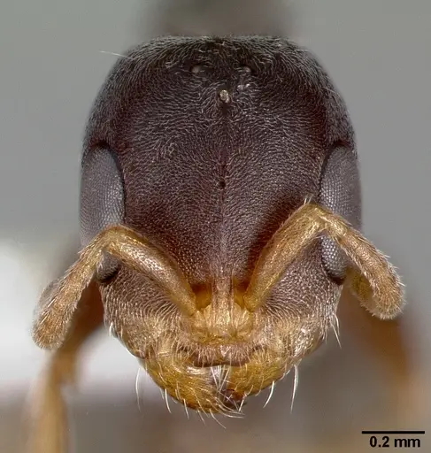 Pseudomyrmex mixtecus specimen CASENT0005788 image casent0005788_2