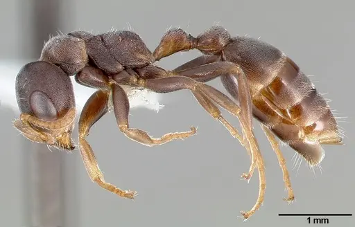 Pseudomyrmex mixtecus specimen CASENT0005788 image casent0005788_3