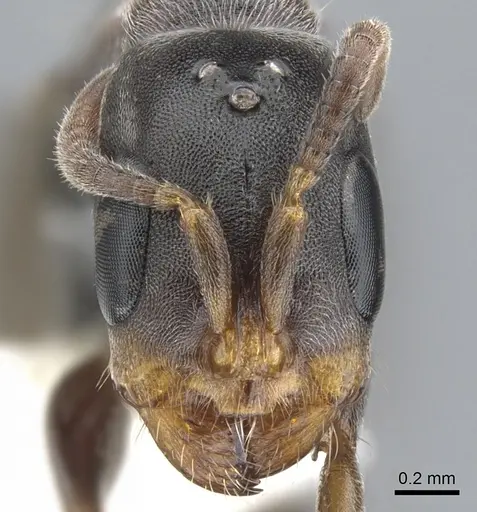 Pseudomyrmex mixtecus specimen CASENT0902912 image casent0902912_2