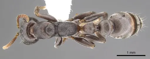 Pseudomyrmex mixtecus specimen CASENT0902913 image casent0902913_1